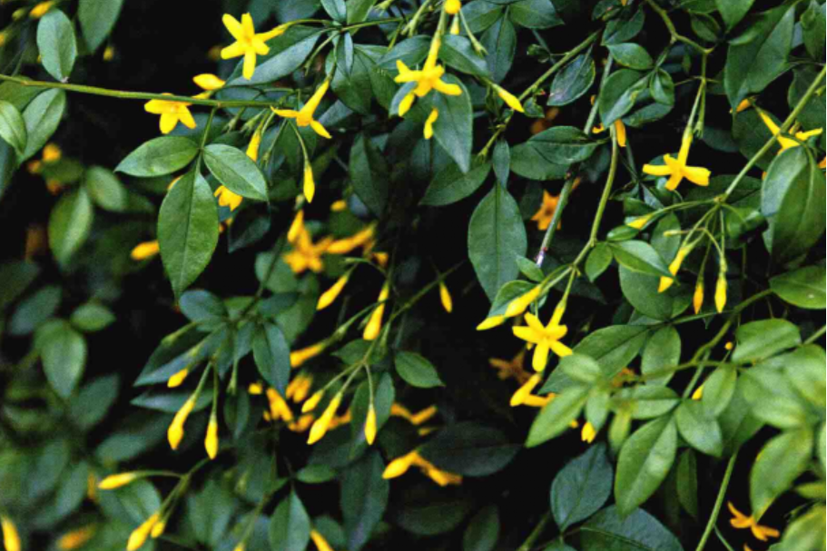  p data-id="gnbwxpa8ef">探春花( i>chrysojasminum floridum /i>