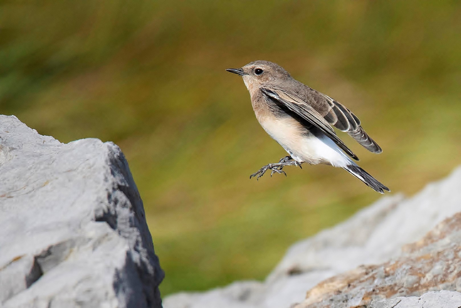  p>白顶   (学名: i>oenanthe pleschanka /i>)为鹟科,   属小型鸟类