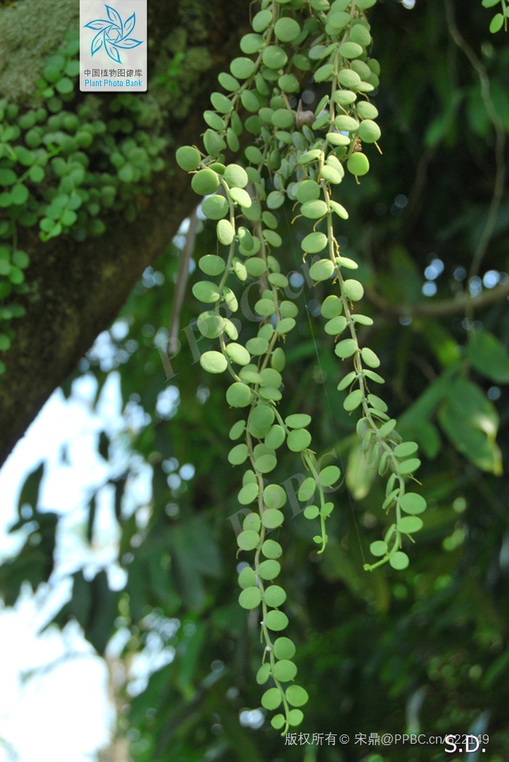 是夹竹桃科 a target="_blank" href="/item/眼树莲属">眼树莲属 a>>