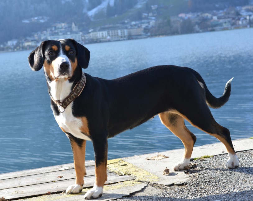 恩特雷布赫山地犬