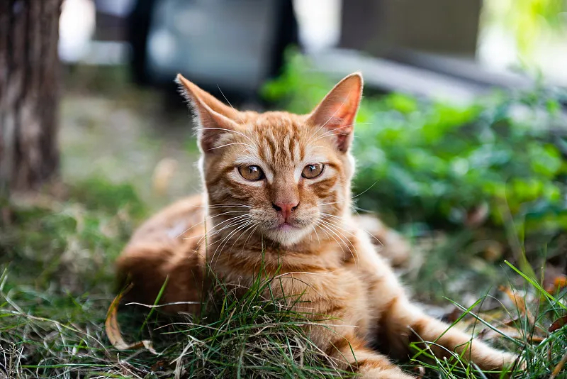 流浪猫（无主、长期在野外生存的猫）_百度百科