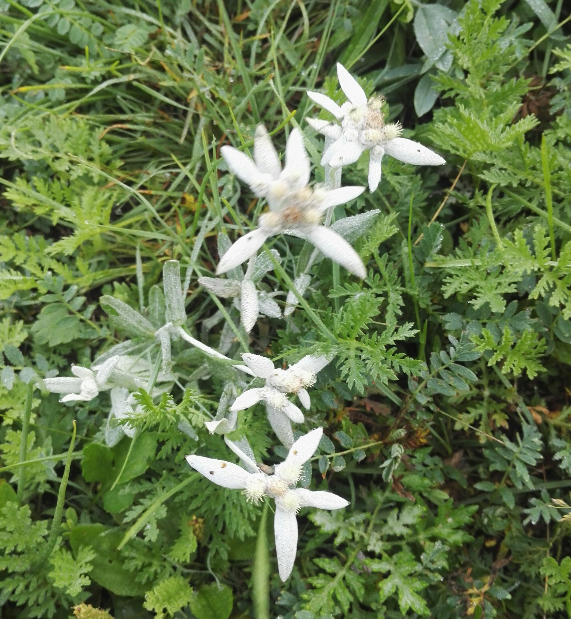 火绒草属多年生草本 a target="_blank" href="/item/植物/142914"