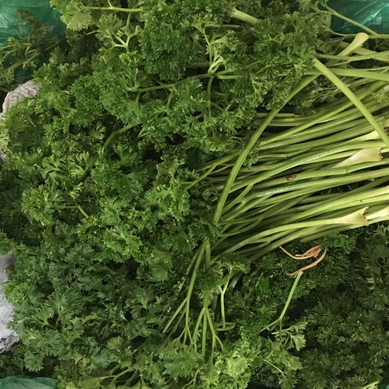  p data-id="gnwfdppmwx">法香,欧芹的别称,为