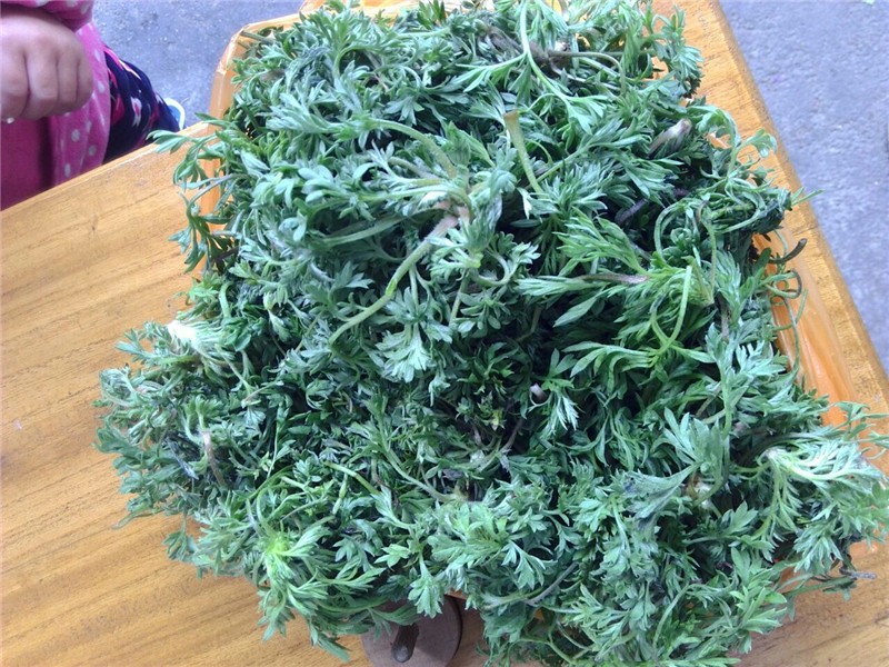 菌陈蒿