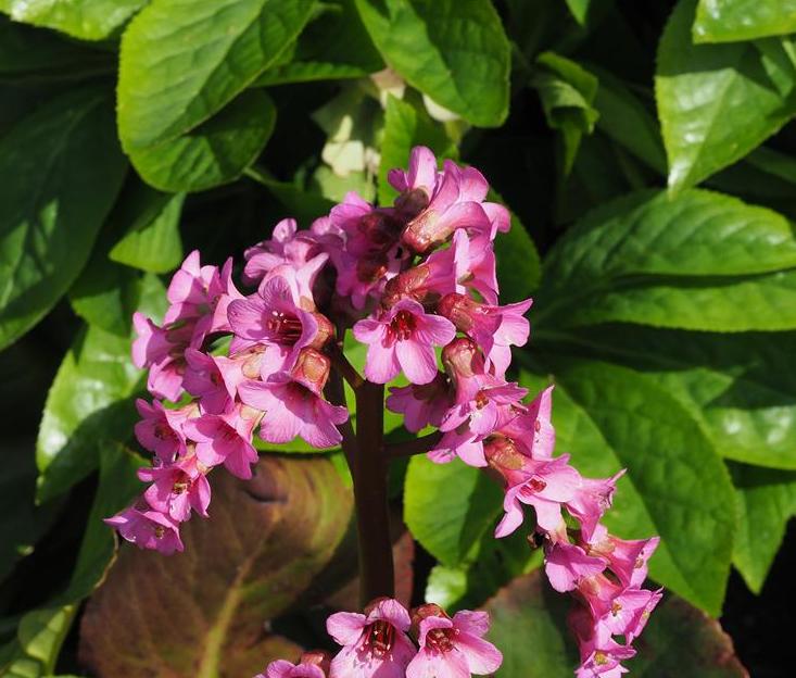 厚叶岩白菜