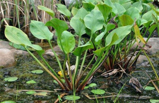 泽泻（泽泻科泽泻属植物）_百度百科