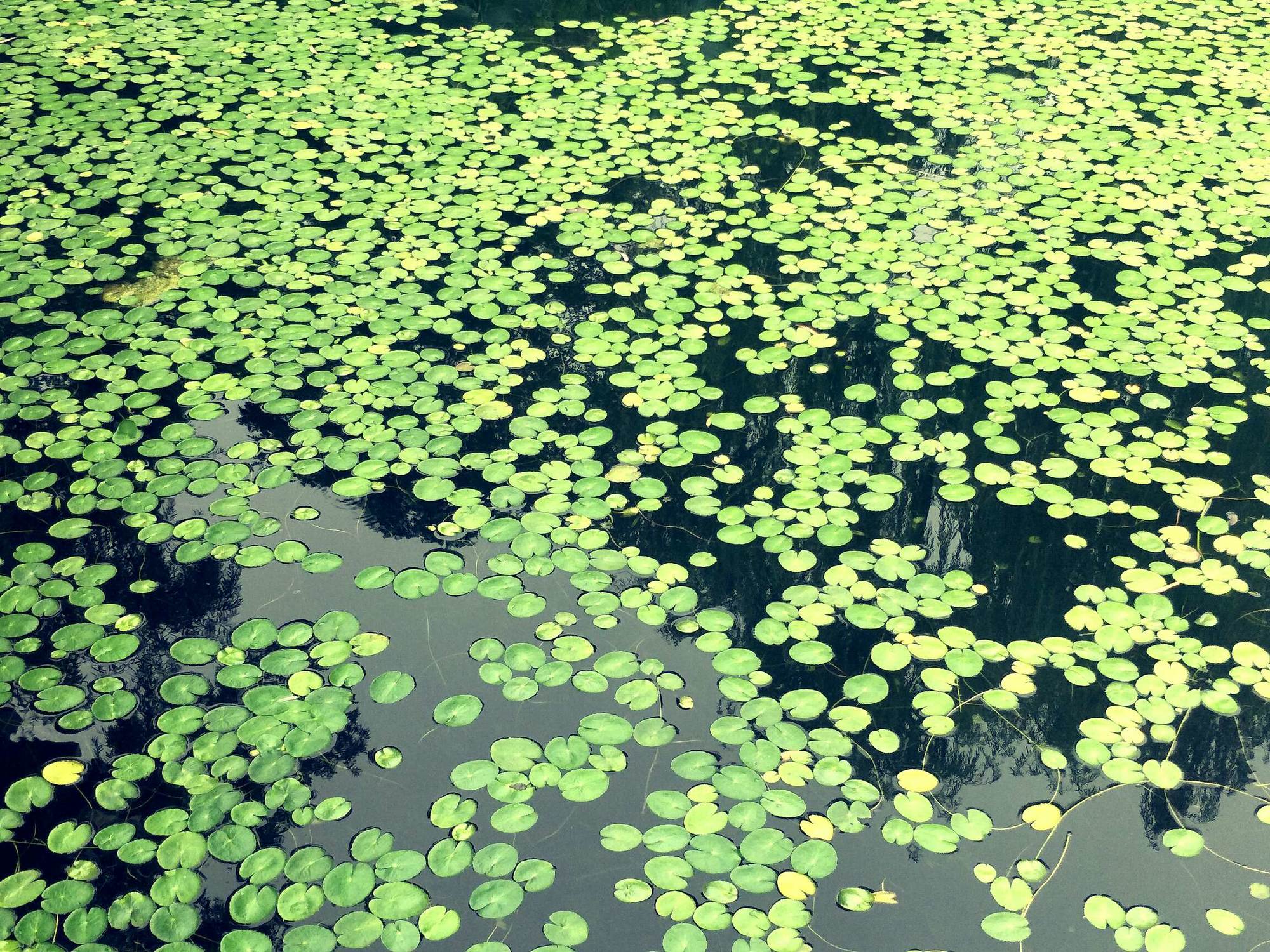  p data-id="txtbwmyuhrcp">浮萍( i>lemna minor /i> l.
