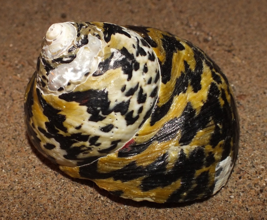  p>西印度洋钟螺(学名: i>cittarium pica /i>):是百慕大岩石海岸线上