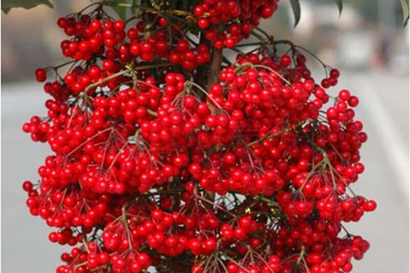  p>广西罗伞(学名:brassaiopsis kwangsiensis)是 a target="_blank"