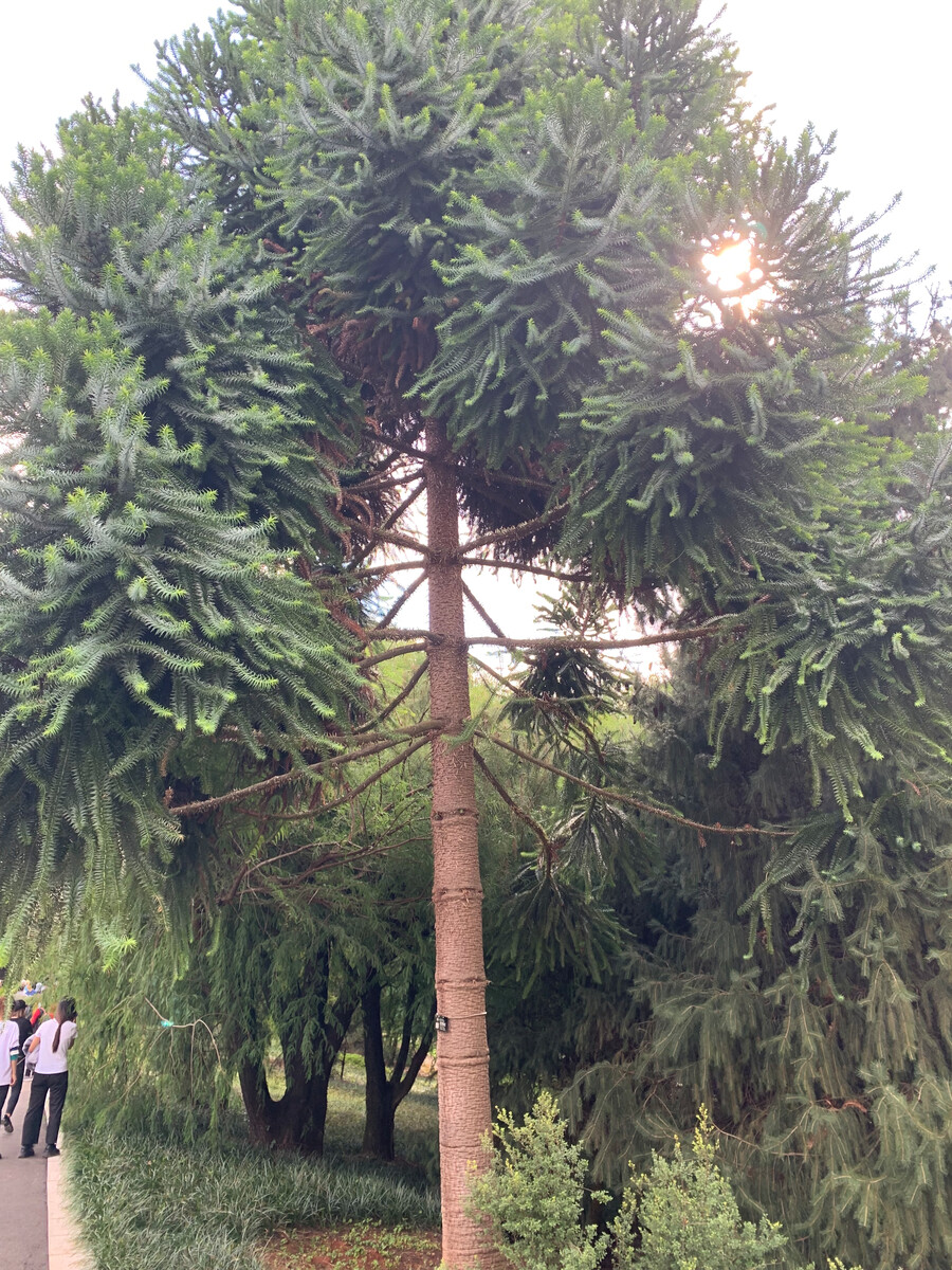 科/2208678" data-lemmaid="2208678">南洋杉科 /a>植物,又名巴拉那