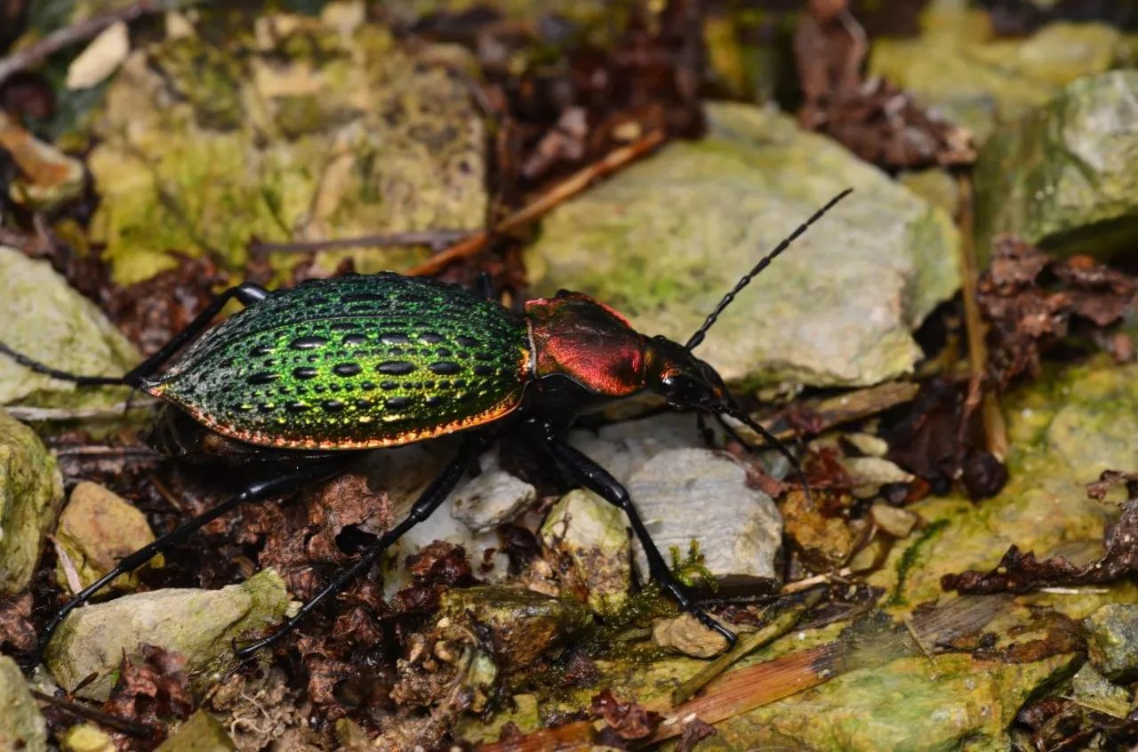 金步甲图片 全网资源