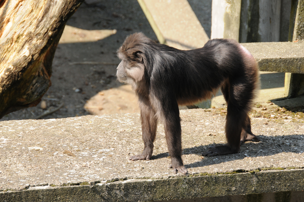 tonkean black macaque
