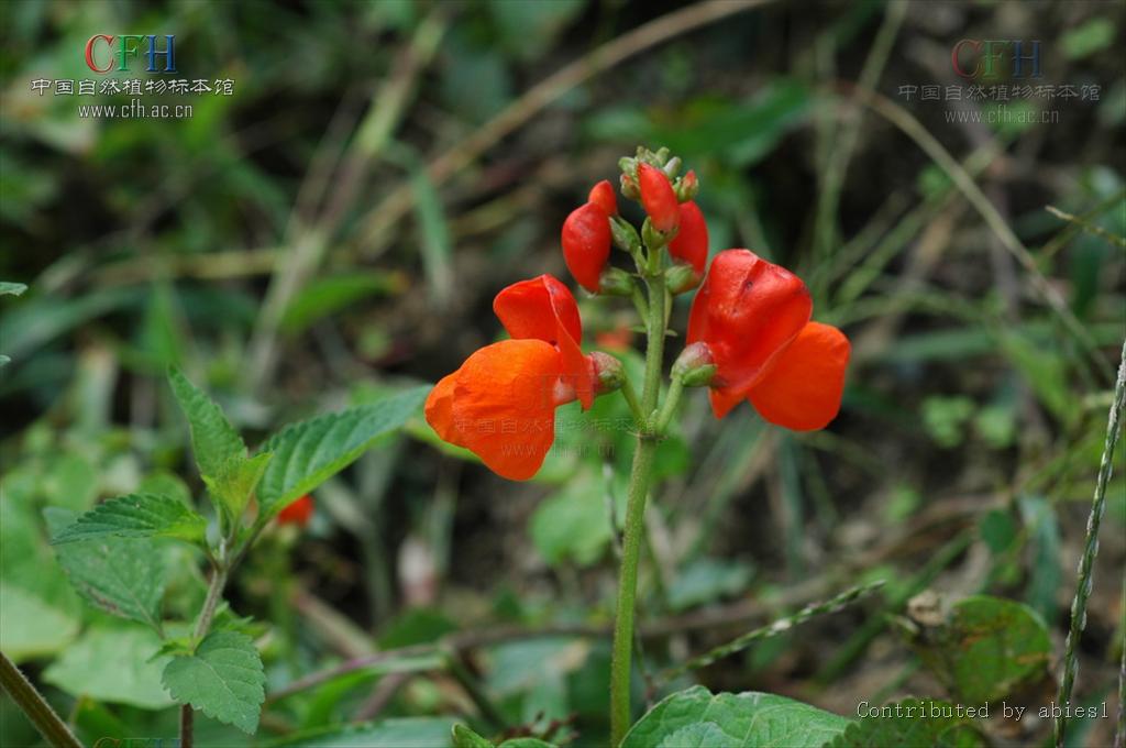 红花菜豆