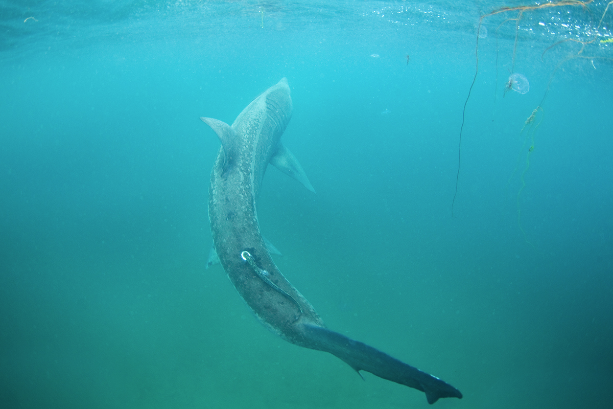  p>姥鲨(学名: i>cetorhinus maximus /i>)是姥鲨科,姥鲨属大洋性大型