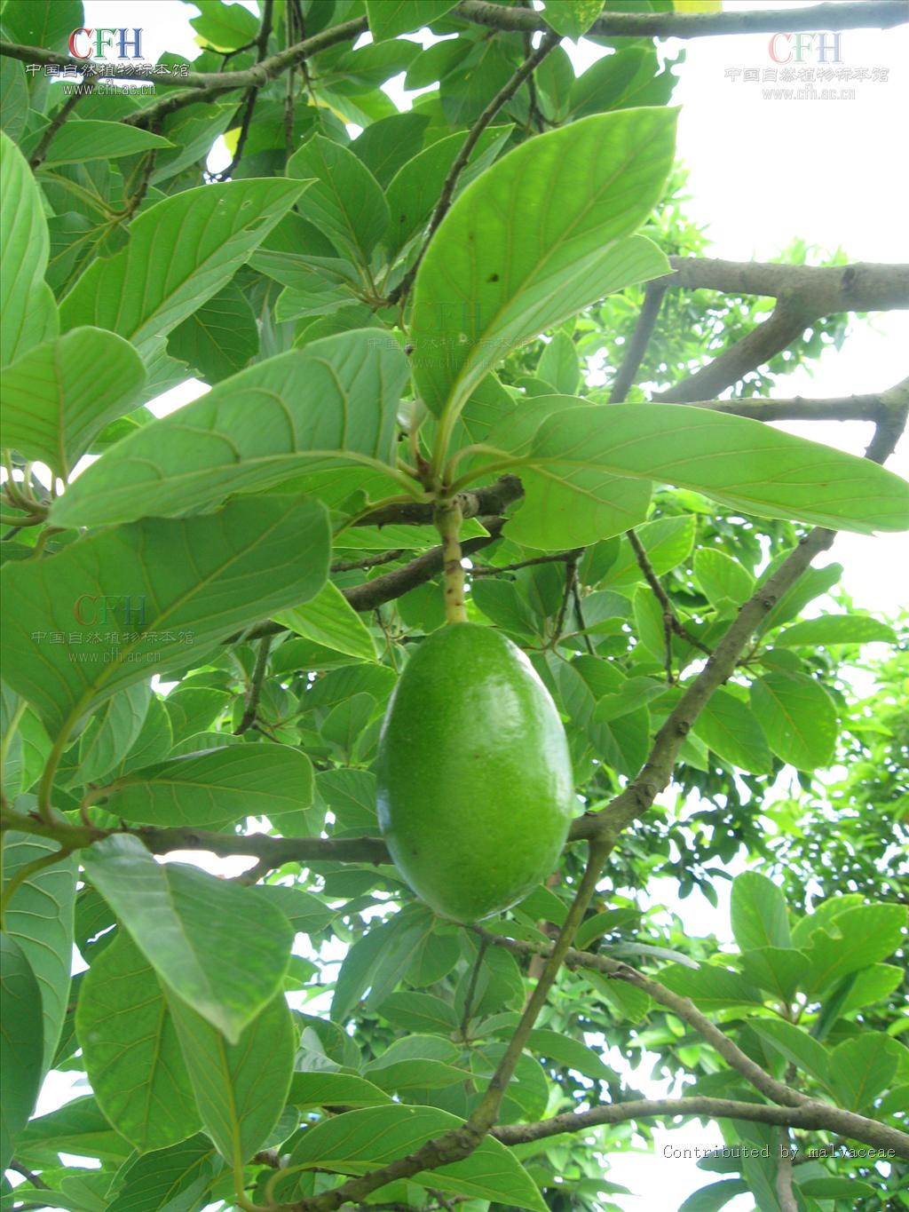  p>鳄梨属(学名:persea&nbsp;mill.