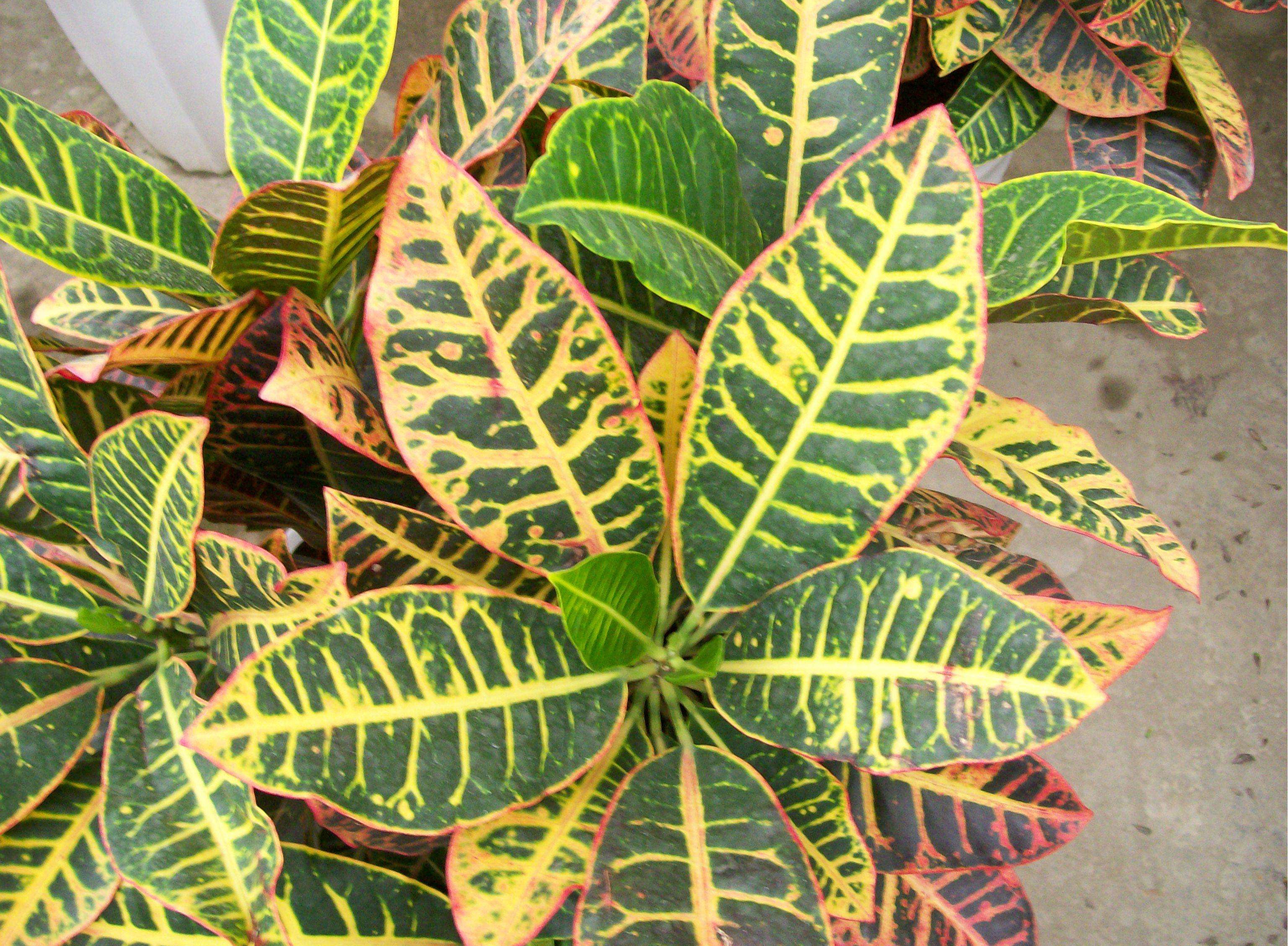  p>变叶木(学名: i>codiaeum variegatum  /i>(l.) a. juss.