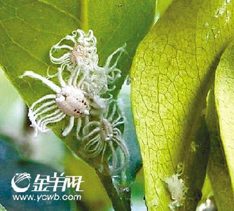  p>埃及吹棉介壳虫的成虫,若虫可为害叶片及枝条,群聚吸食汁液,导致