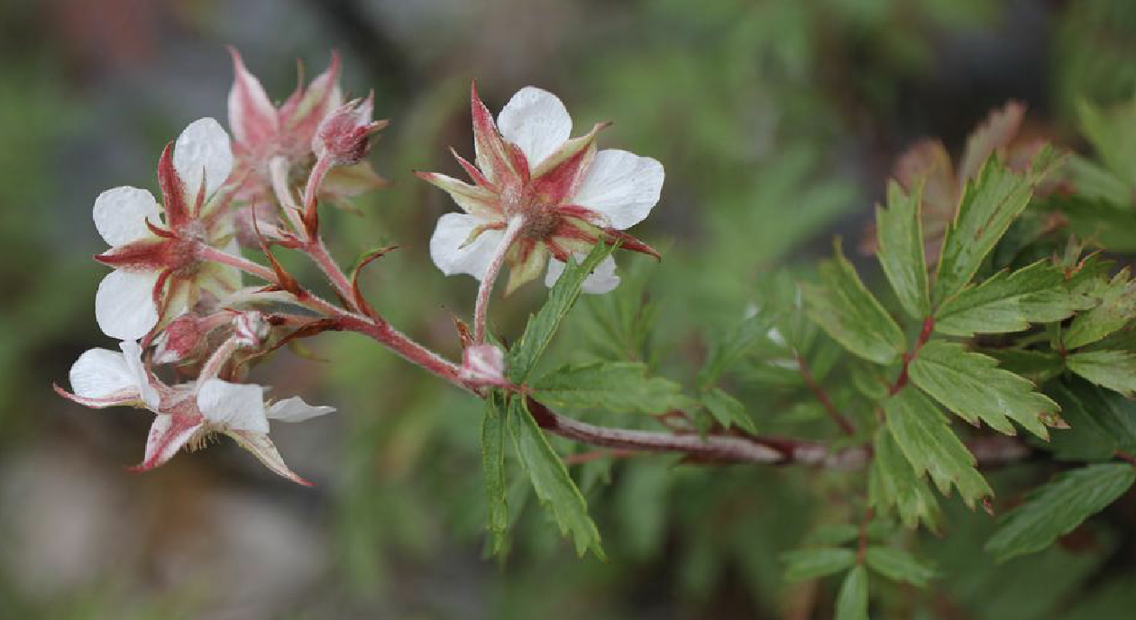 japonensisjavafree，japonensisjavafree大结局