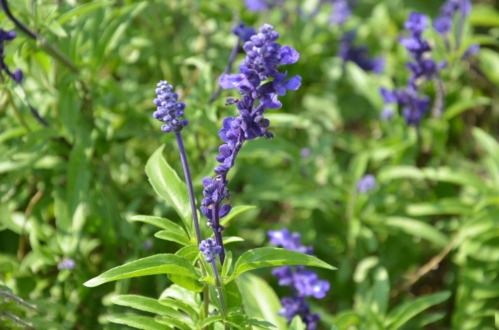 salvia dolichantha e. peter