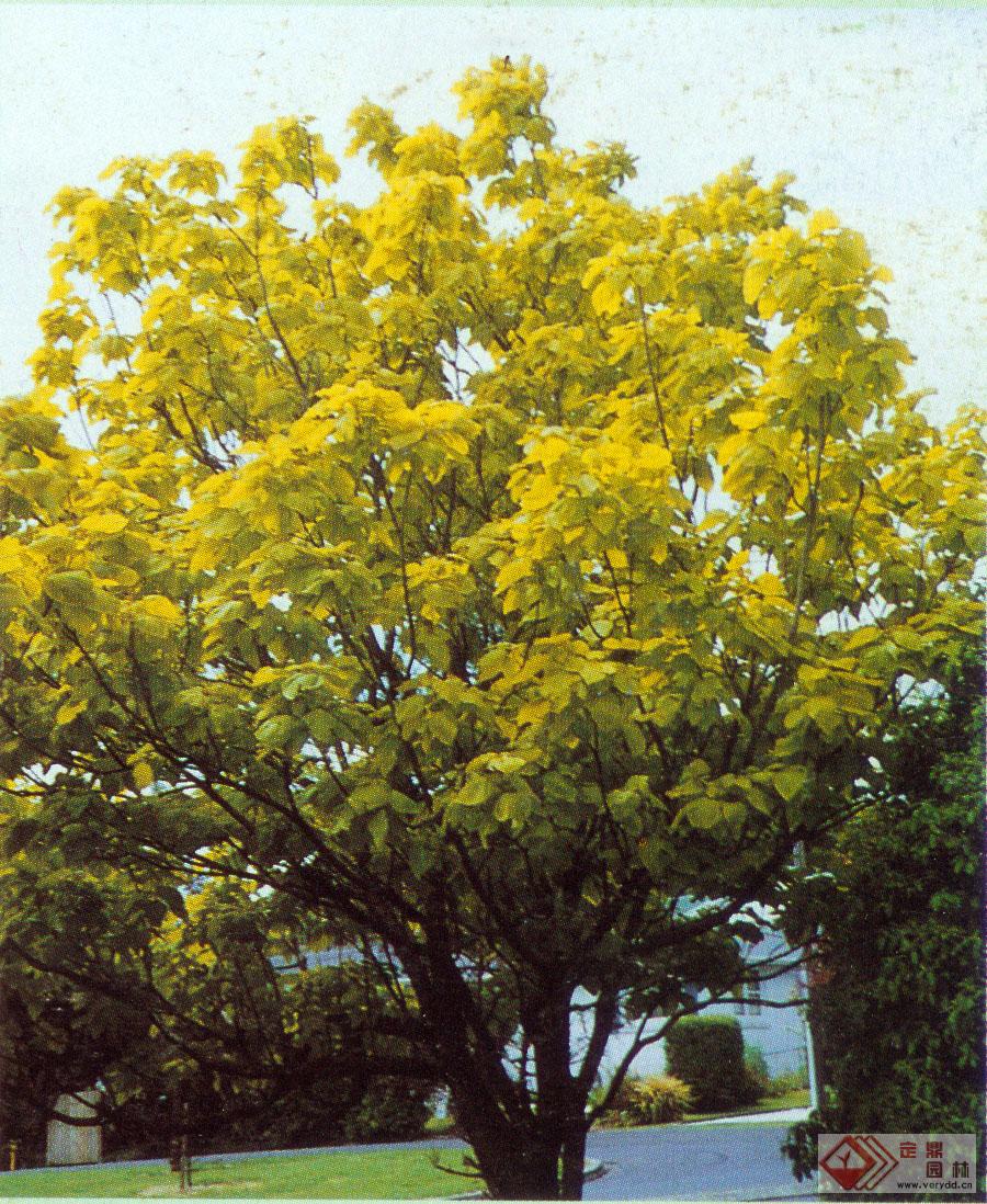 data-lemmaid="5201871">落叶乔木 /a>,株形开展,叶阔卵圆形,叶基心形