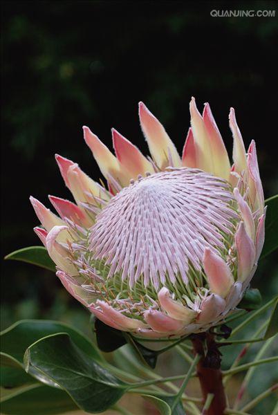 xfag5l">苞片(bract)是 a target="_blank" href="/item/花序/320042"