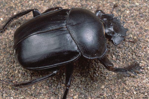 dung beetle