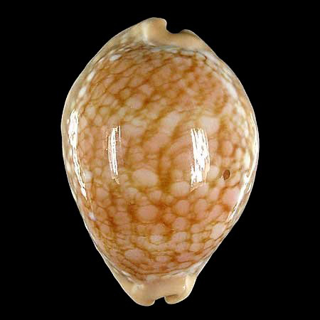  p>红牡丹宝螺(学名:lyncina broderipii broderip