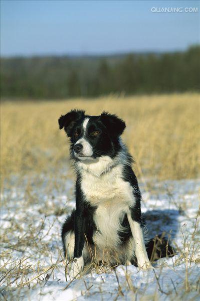 牧羊犬