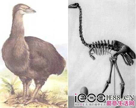  p> a href="#" data-lemmaid="4924856">象鸟 /a>曾被认为是世界所  