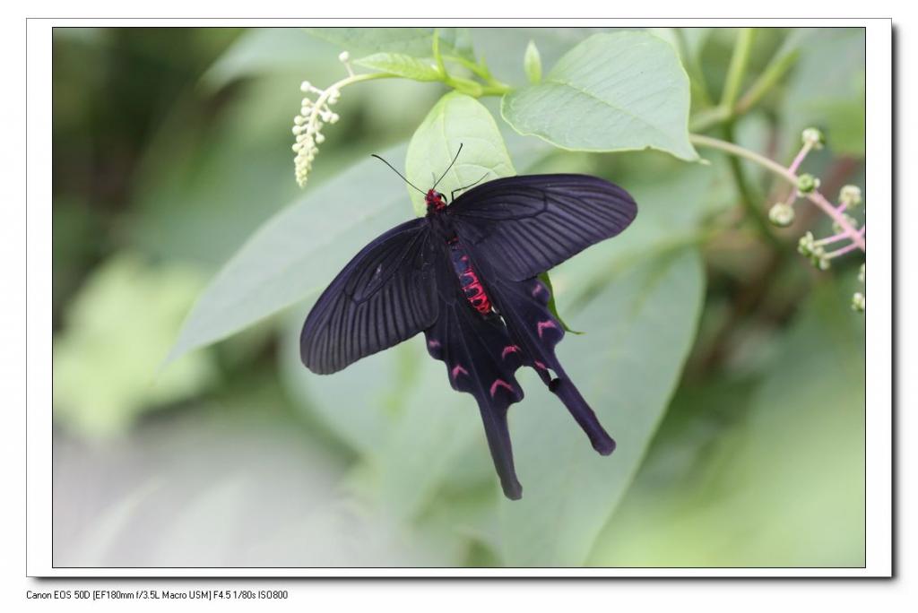  p>麝凤蝶( i>byasa alcinous /i> klug,1836)是凤蝶科麝凤蝶属的一种