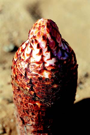  p>沙苁蓉,植株高15--70厘米.