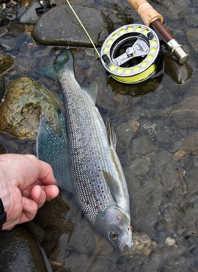  p>北美茴鱼(学名: i>thymallus arcticus arcticus /i>)的特征是具有