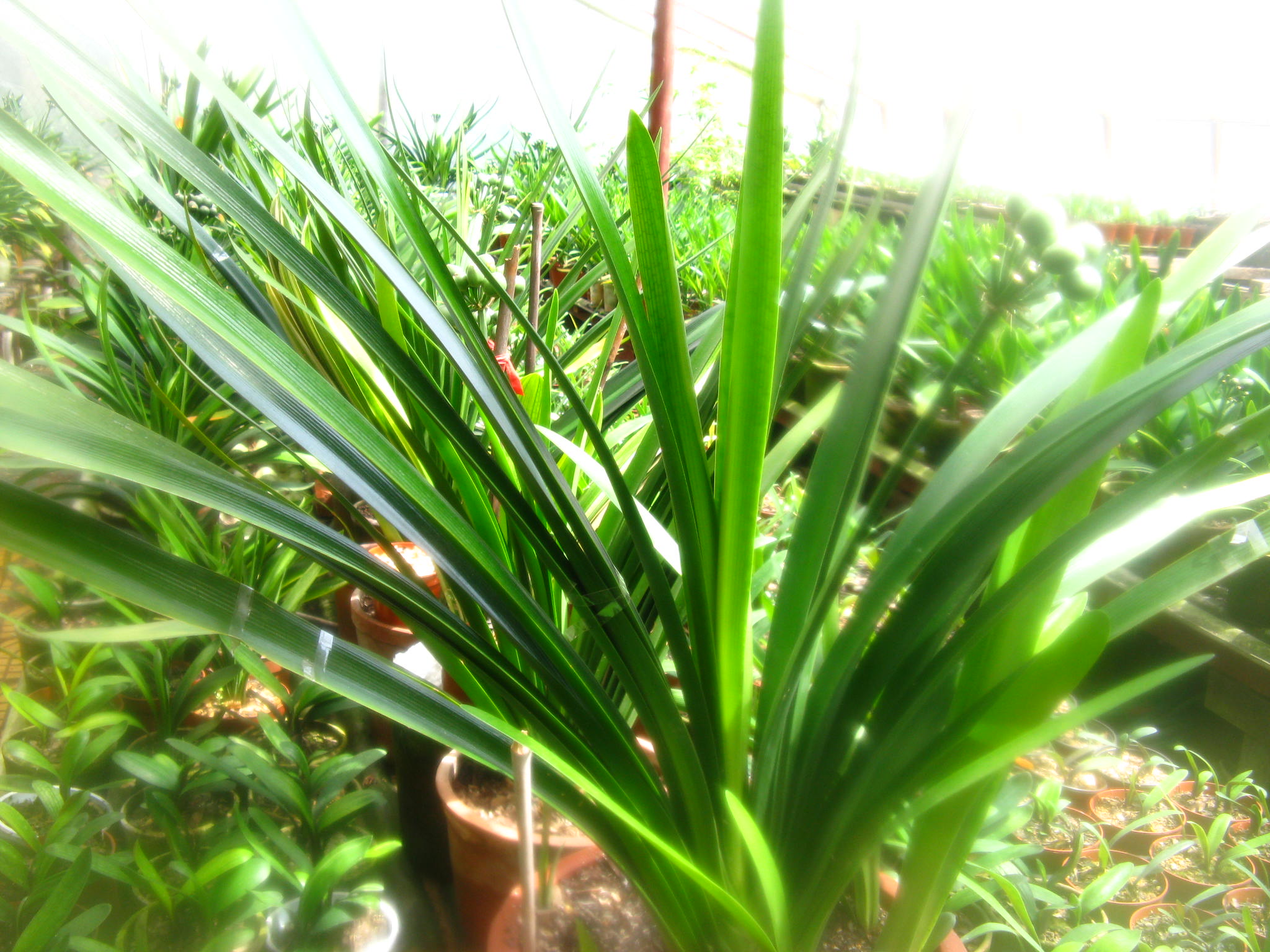  p>君子兰(学名:clivia miniata),别名剑叶石蒜,大叶石蒜,是 a target