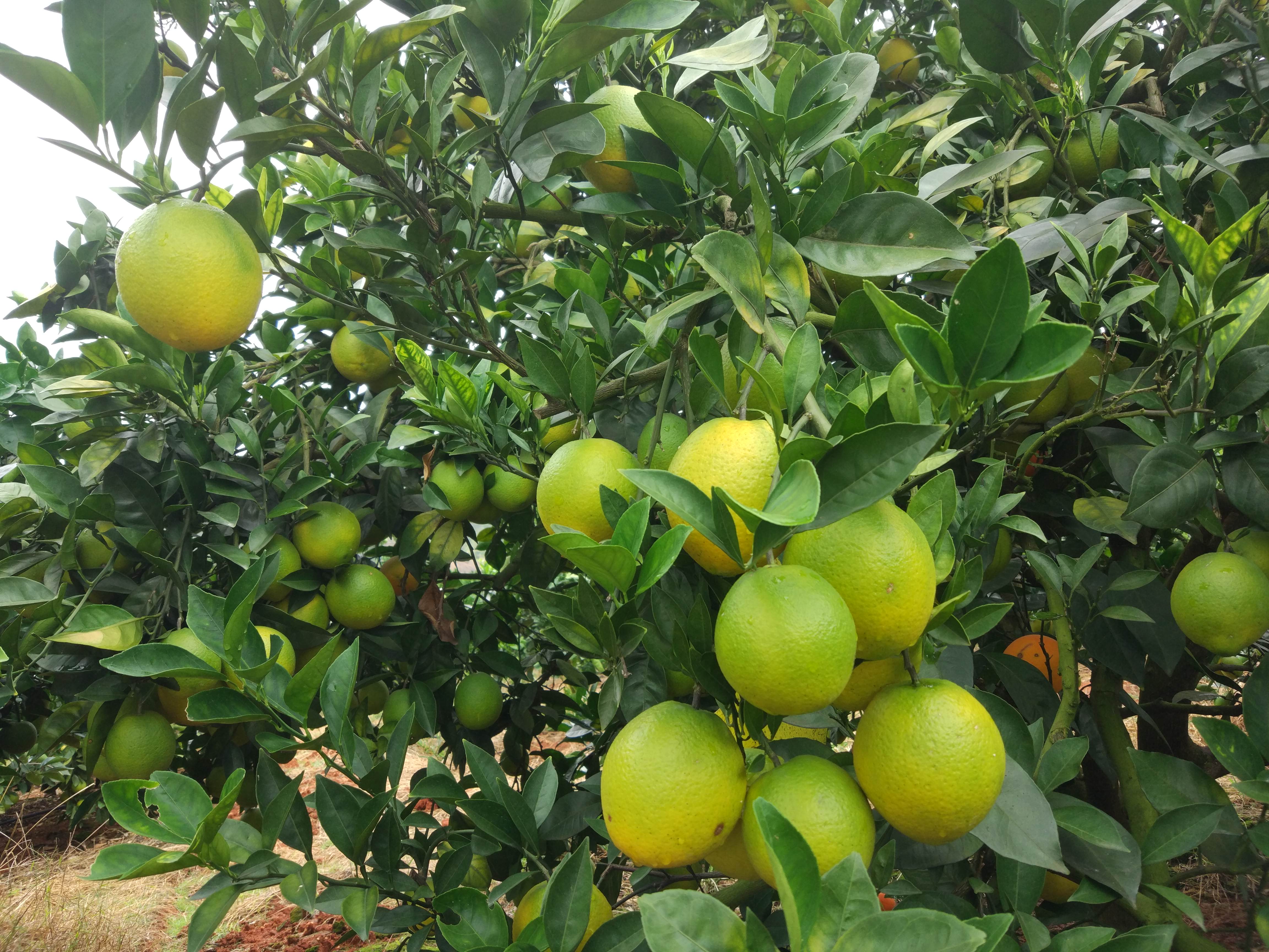 citrus sinensis osbeck