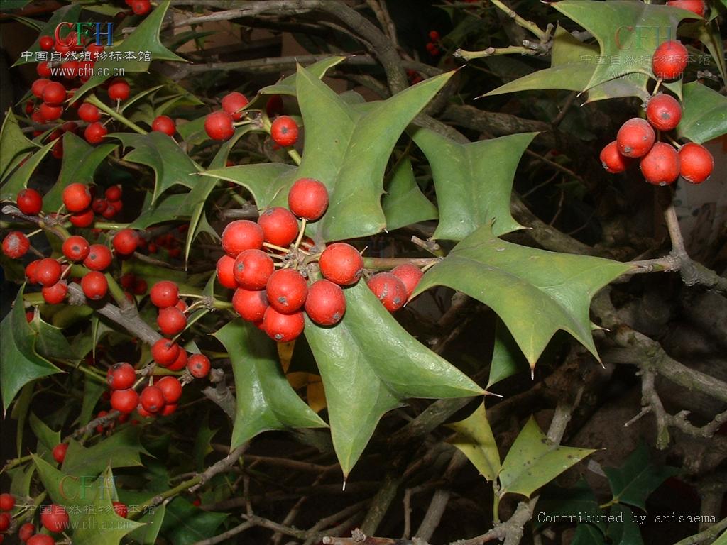  p> a target="_blank" href="/item/枸骨/2776280" data-lemmaid="