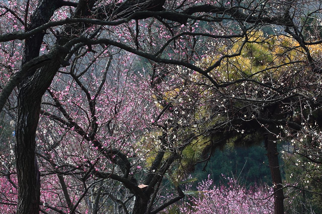 湖北山梅花