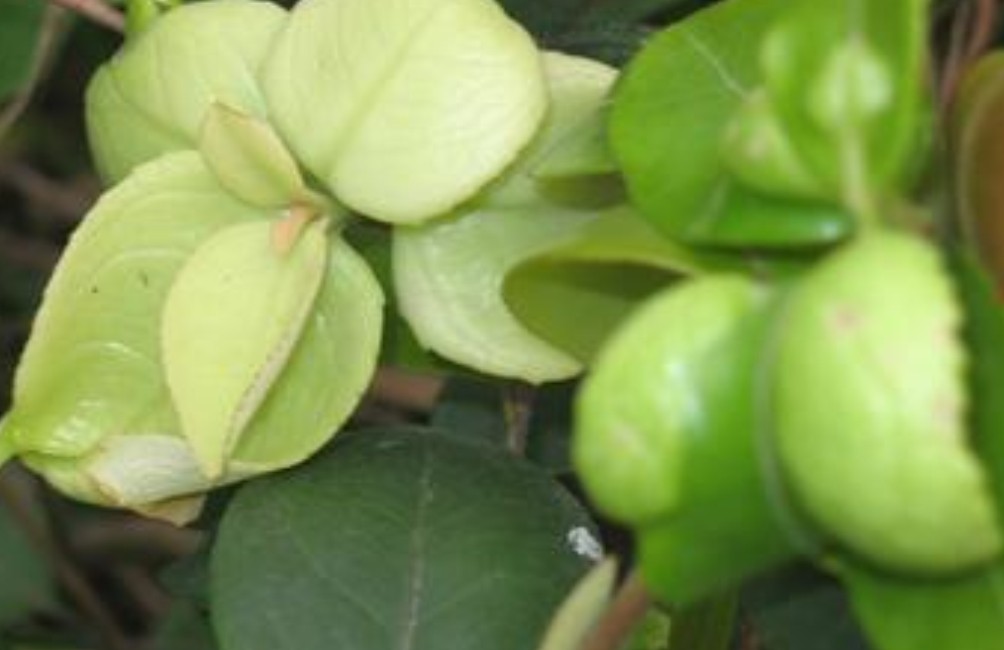  p>细丽外担菌属于 a target="_blank" href="/item/担子菌亚门