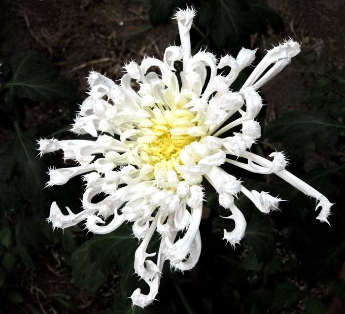  p>刺苞菊属约有28种,主要分布于 a href="#" data-lemmaid="11515">