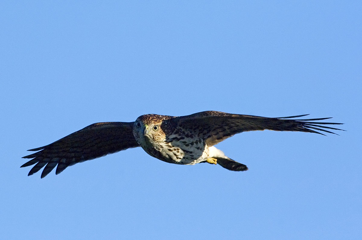  p>条纹鹰(拉丁学名 accipiter striatus,英文名 sharp-shinned hawk)