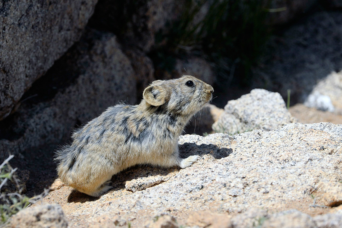 蒙古鼠兔内蒙古亚种