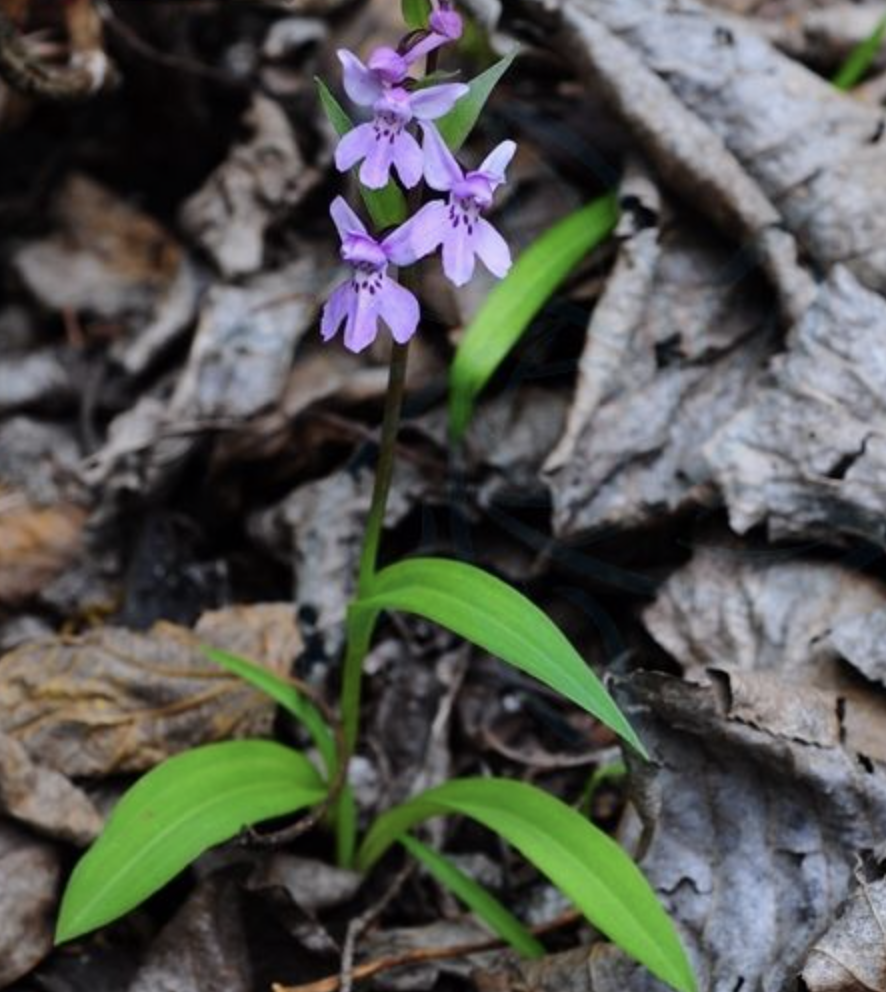 amitostigma tetralobum (finet) schltr.