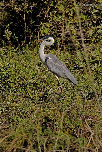  p>黑冠白颈鹭(学名: i>ardea cocoi /i>)属鸟纲 , a href="#" data