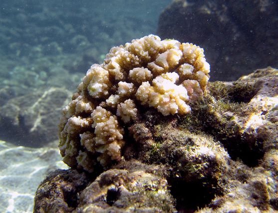  p>鹿角杯形珊瑚(学名: i>pocillopora damicornis /i>):是珊瑚纲,杯