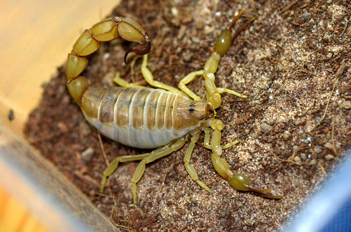  p data-id="gnwgzl0ofe">黄肥尾蝎,因拥有巨大粗壮的尾巴而得名,英文