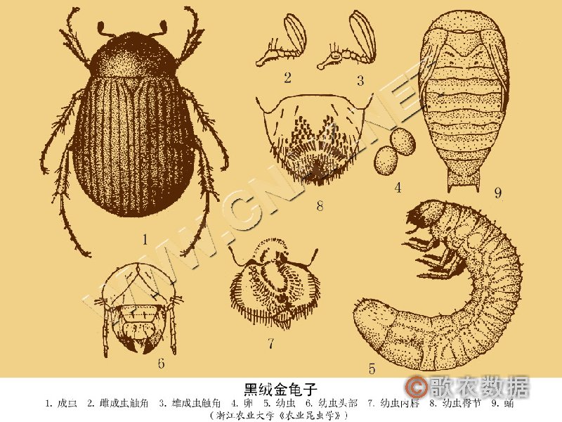  p>东方绢金龟,是一种 a>鳃金龟科 /a>昆虫.