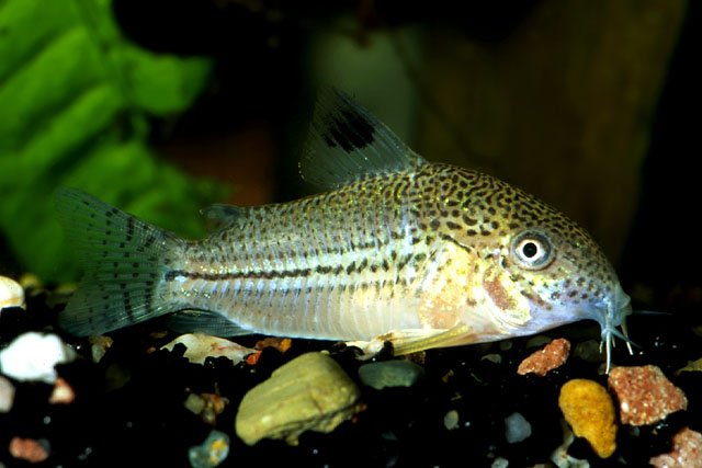  p>豹纹鼠鱼原产于巴西,阿根廷.体扁圆形.体长7-8厘米.