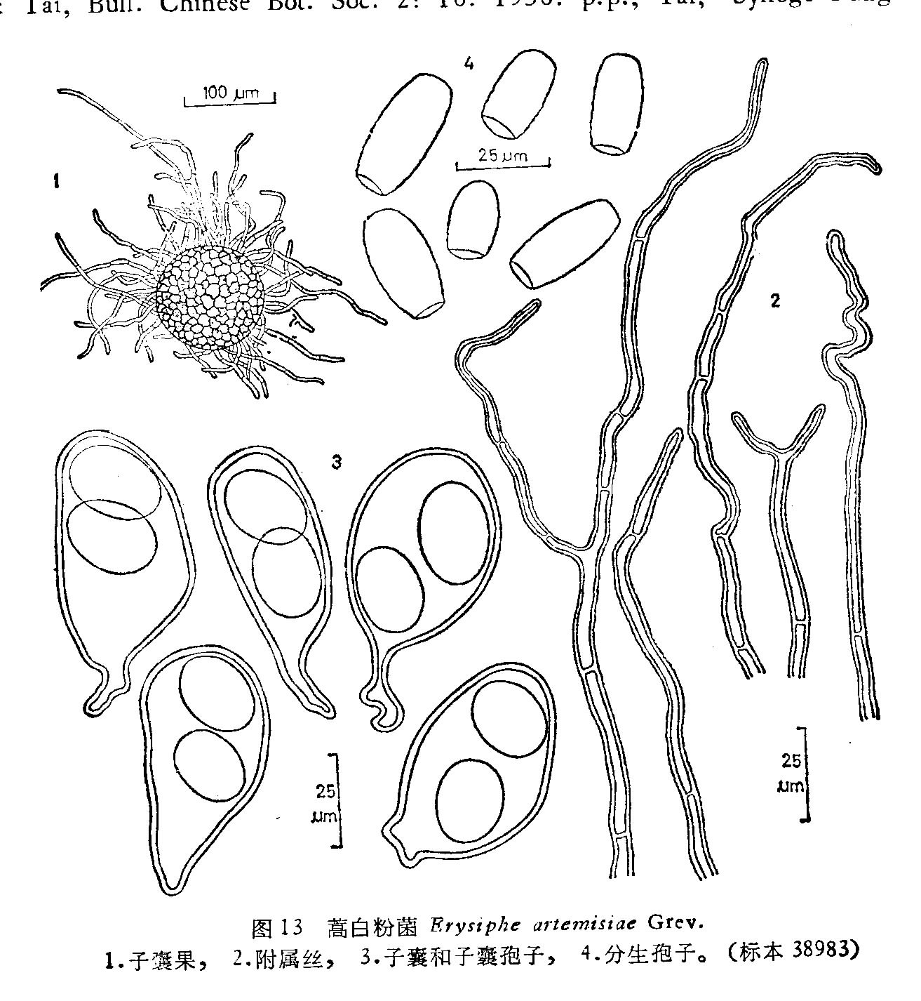  p>菌丝体叶的两面生,少数叶背生,消失,近存留至存留,如存留,形成薄或