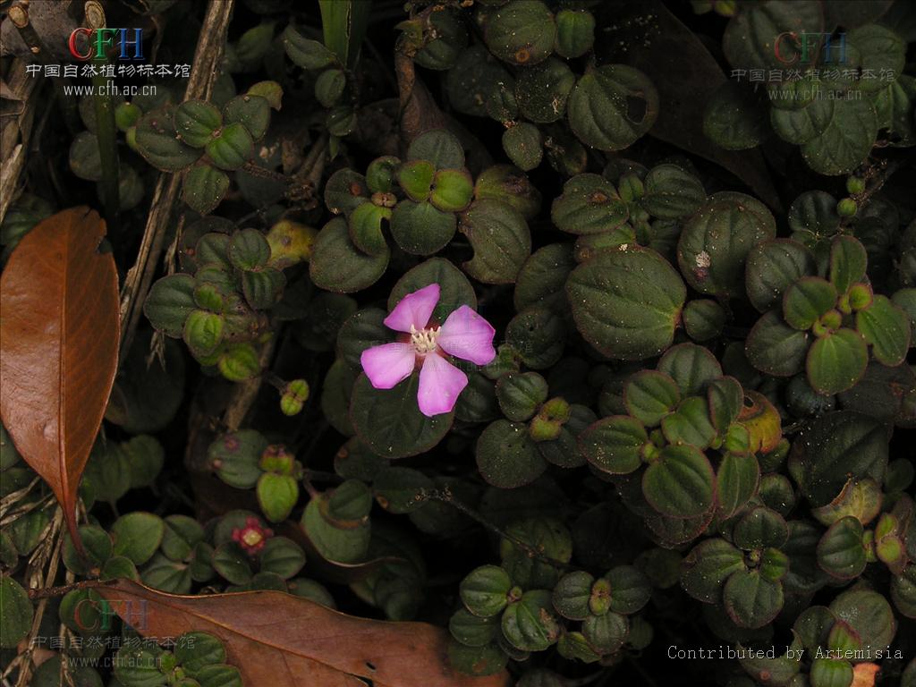  p>小叶野海棠,bredia microphylla h. l. li.