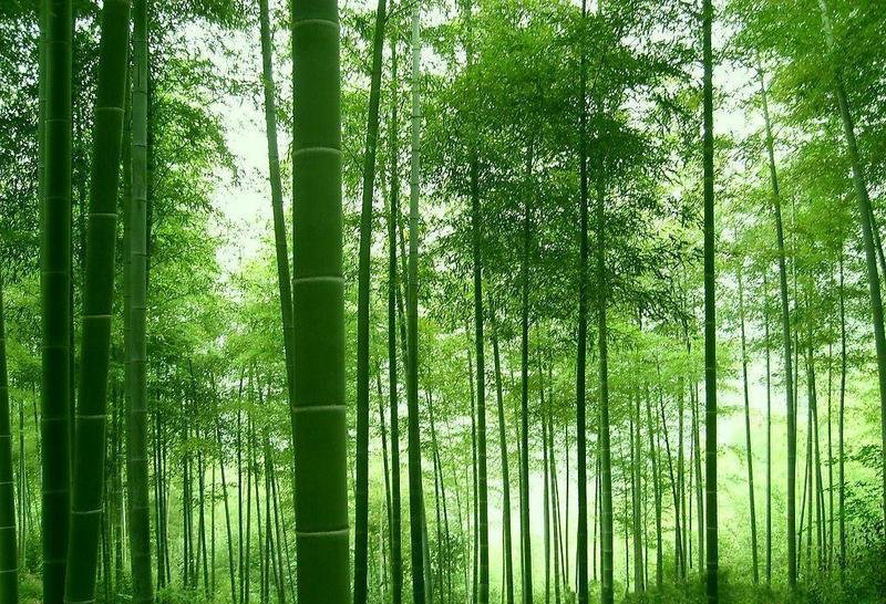  p> a href="#" data-lemmaid="2549562">青竿竹 /a>(b.