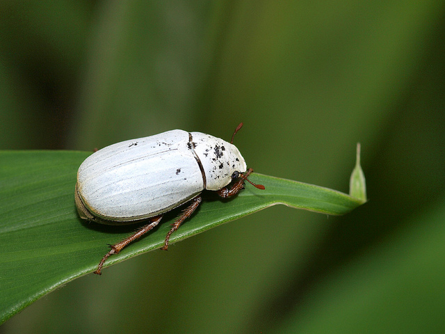  p>白金龟就是一种白色甲壳虫,主要生活于东南亚地区.
